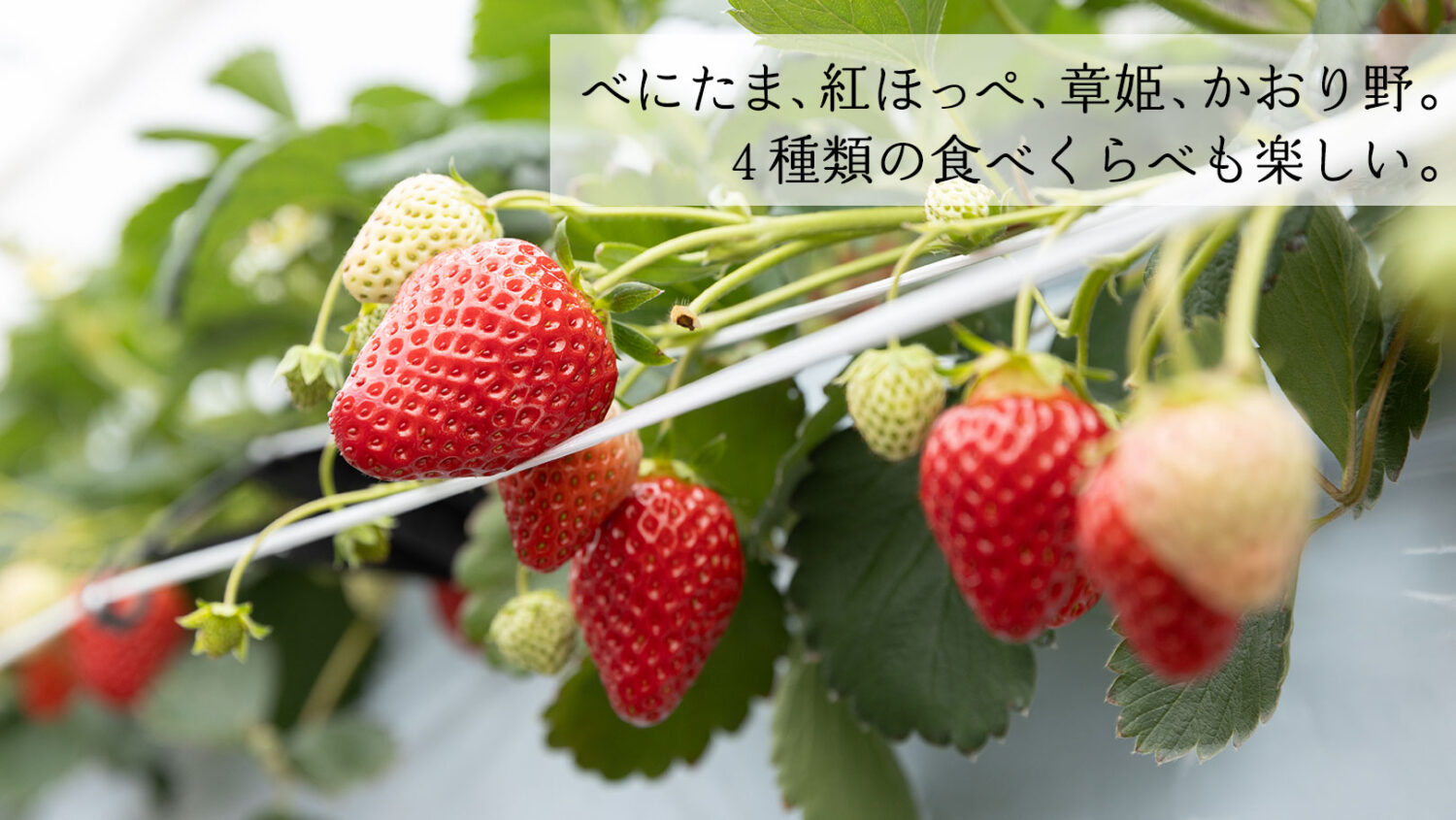 埼玉のいちご狩り「苺の里」には、べにたま、紅ほっぺ、あきひめ、かおりの。４種類の食べくらべも楽しい。