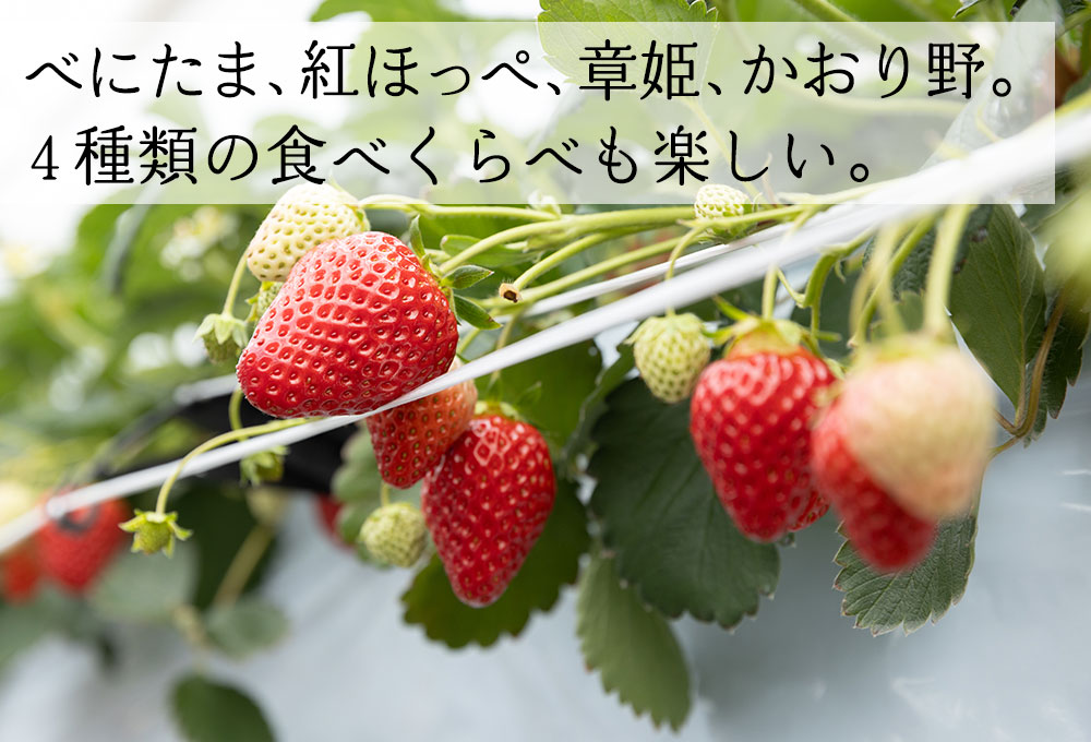埼玉のいちご狩り「苺の里」では、べにたま、紅ほっぺ、あきひめ、かおりの。４種類の食べくらべも楽しい。