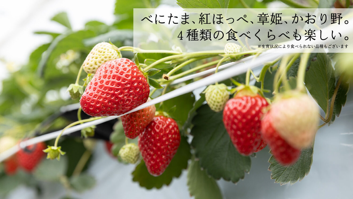 埼玉のいちご狩り「苺の里」には、べにたま、紅ほっぺ、あきひめ、かおりの。４種類の食べくらべも楽しい。