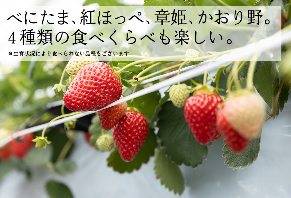 埼玉のいちご狩り「苺の里」では、べにたま、紅ほっぺ、あきひめ、かおりの。４種類の食べくらべも楽しい。